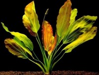 /album/fotogalerie-echinodorus-osiris-/e-osiris-1-jpg/